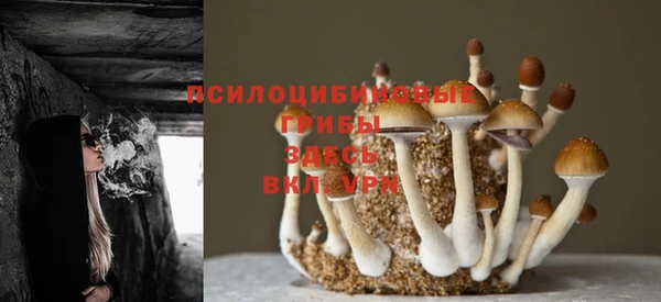 PSILOCYBIN Алзамай